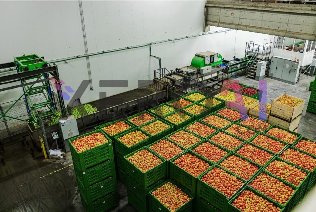 Figure 2: Traditional Fruit Sorting Method