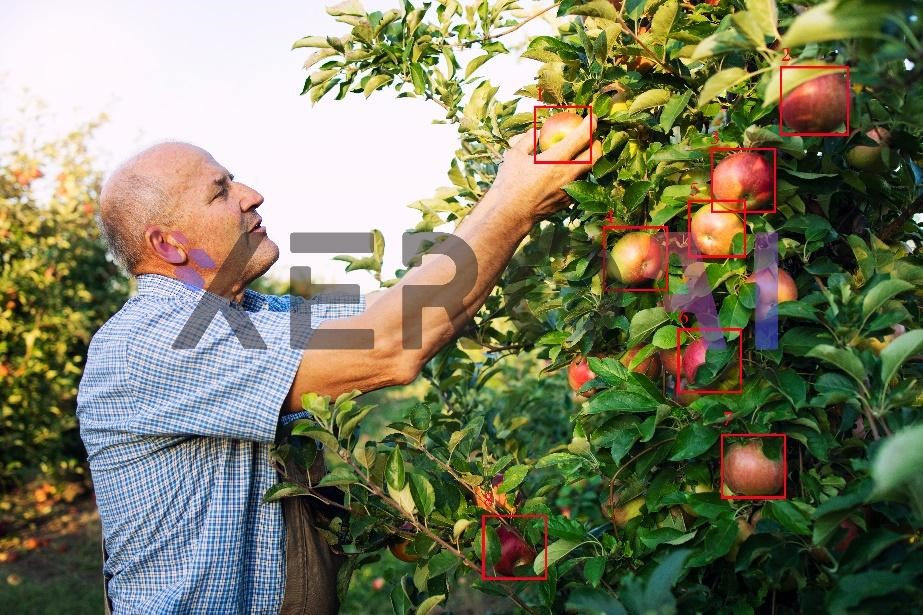 Figure 5: Training of Apples for Assessment withYoloV5 Model